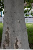 wood tree bark 0005